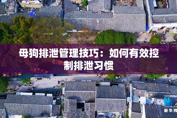 母狗排泄管理技巧：如何有效控制排泄习惯