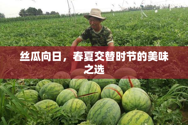 丝瓜向日，春夏交替时节的美味之选