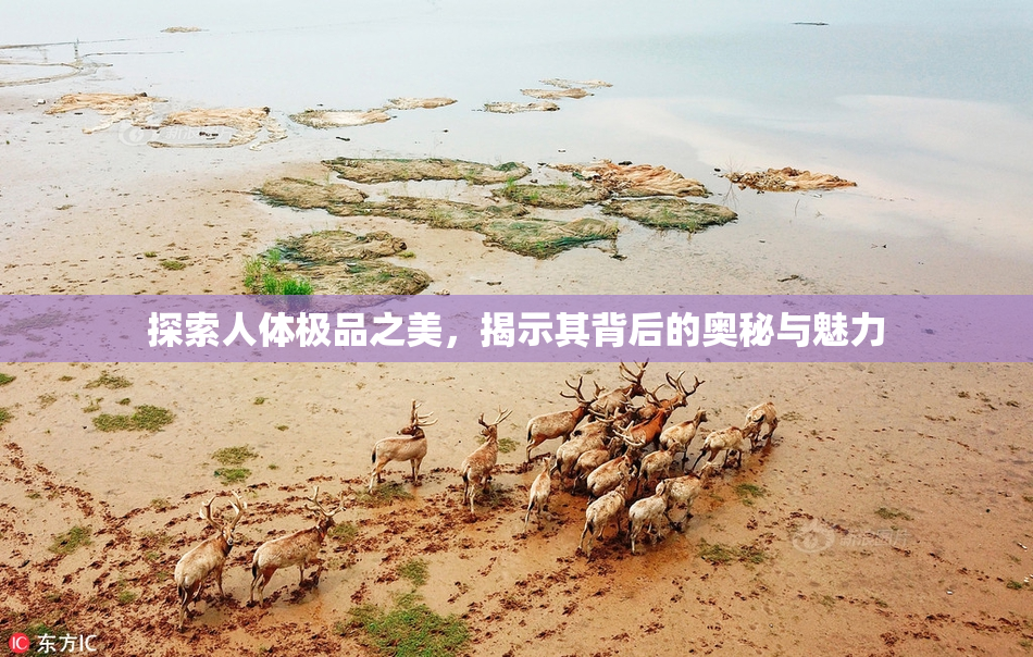 探索人体极品之美，揭示其背后的奥秘与魅力