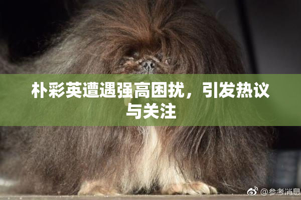 朴彩英遭遇强高困扰，引发热议与关注