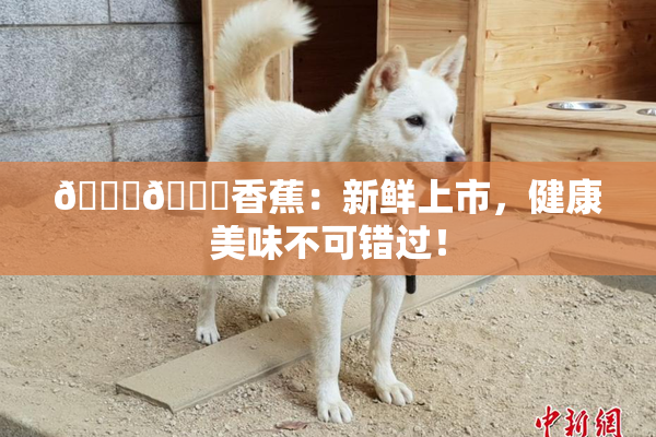 🔞🔞香蕉：新鲜上市，健康美味不可错过！