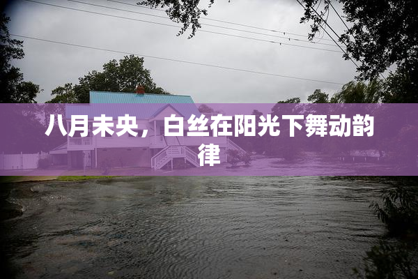 八月未央，白丝在阳光下舞动韵律