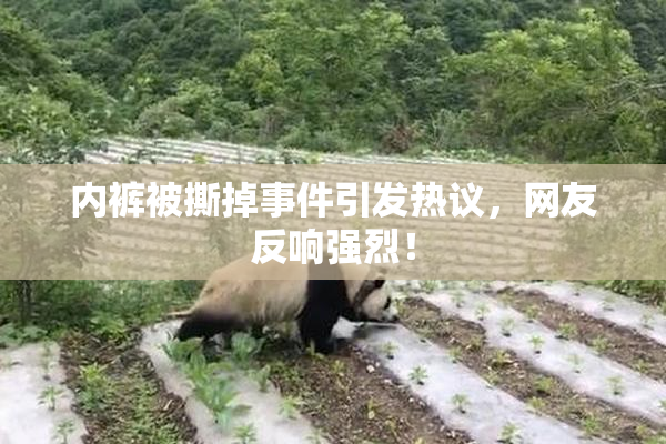 内裤被撕掉事件引发热议，网友反响强烈！