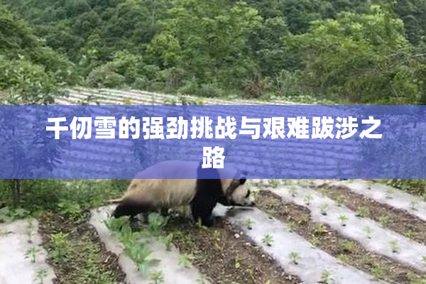 千仞雪的强劲挑战与艰难跋涉之路