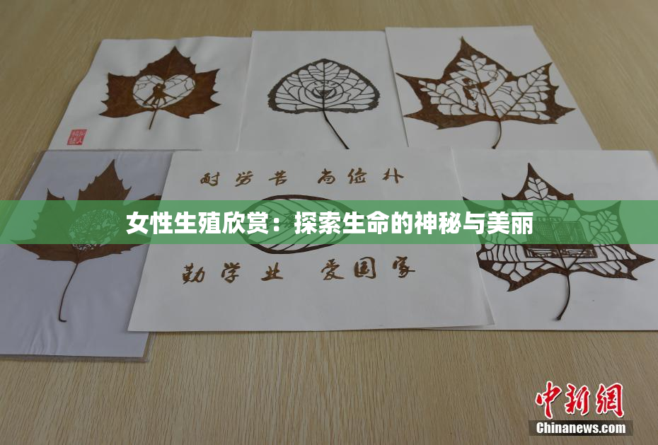 女性生殖欣赏：探索生命的神秘与美丽