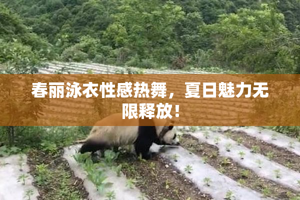 春丽泳衣性感热舞，夏日魅力无限释放！