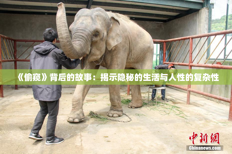 《偷窥》背后的故事：揭示隐秘的生活与人性的复杂性