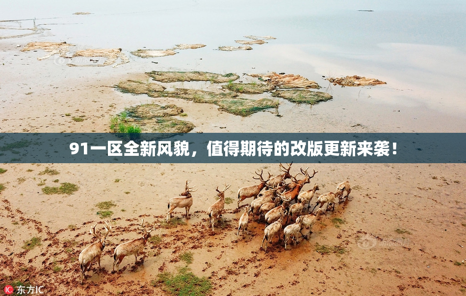 91一区全新风貌，值得期待的改版更新来袭！