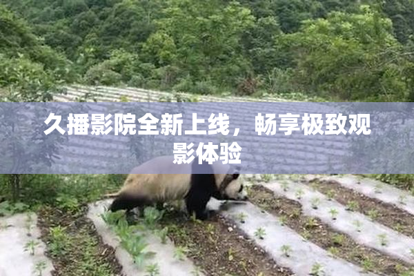 久播影院全新上线，畅享极致观影体验