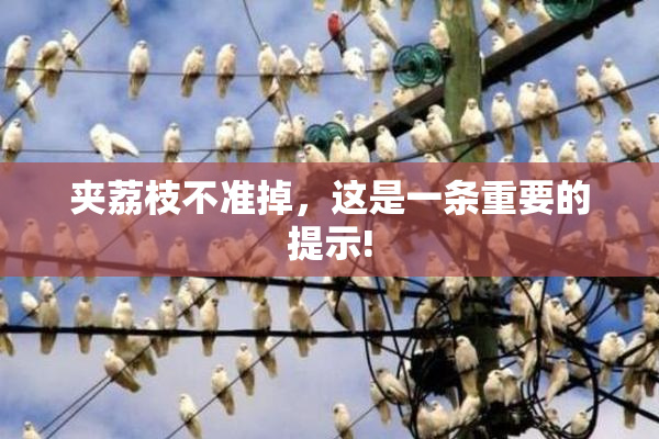 夹荔枝不准掉，这是一条重要的提示!