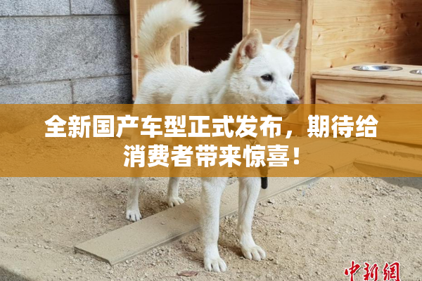 全新国产车型正式发布，期待给消费者带来惊喜！