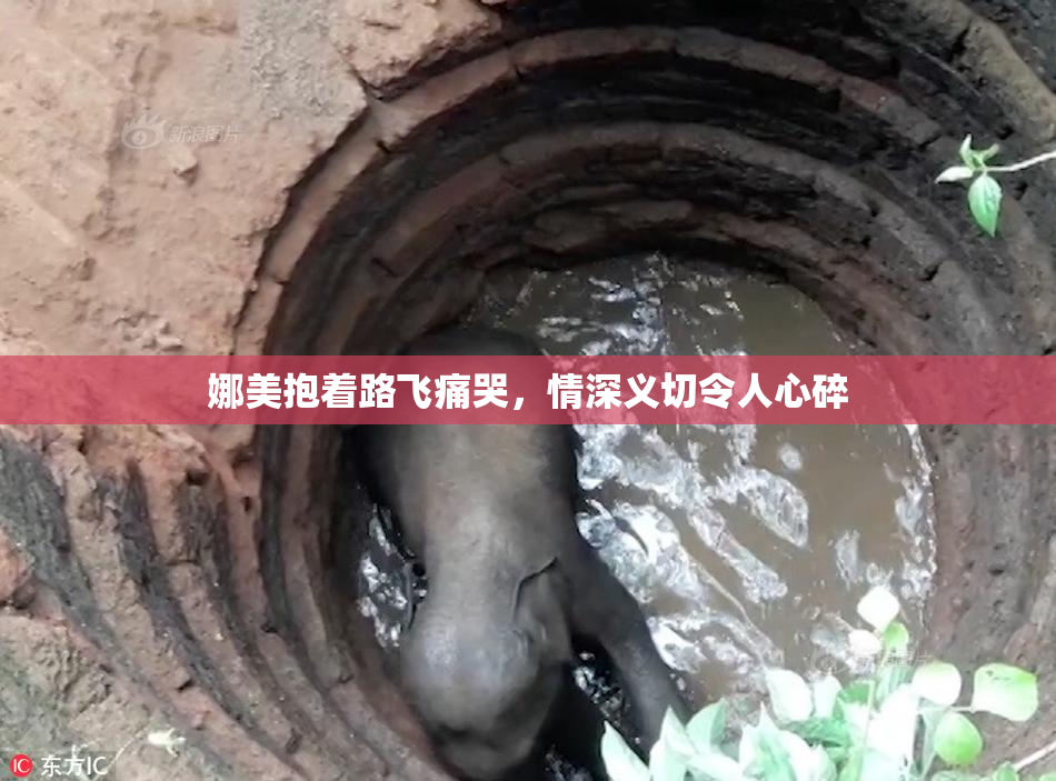 娜美抱着路飞痛哭，情深义切令人心碎
