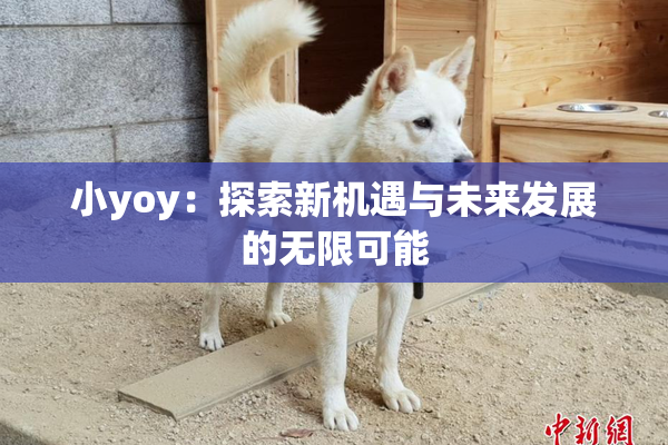 小yoy：探索新机遇与未来发展的无限可能
