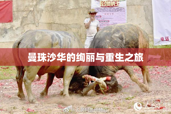 曼珠沙华的绚丽与重生之旅