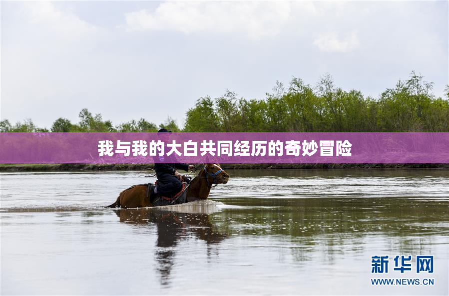 我与我的大白共同经历的奇妙冒险