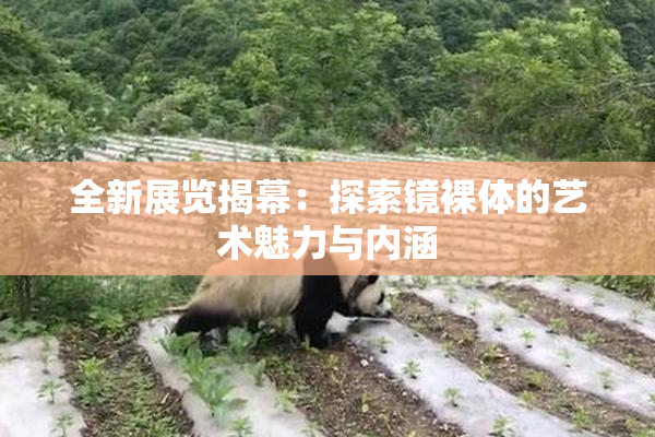 全新展览揭幕：探索镜裸体的艺术魅力与内涵