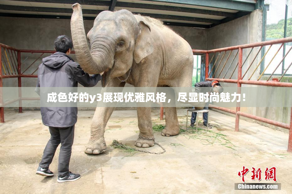 成色好的y3展现优雅风格，尽显时尚魅力！