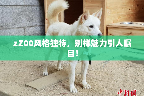 zZ00风格独特，别样魅力引人瞩目！