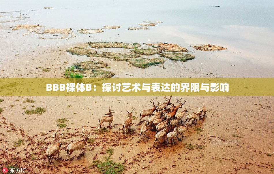 BBB裸体B：探讨艺术与表达的界限与影响