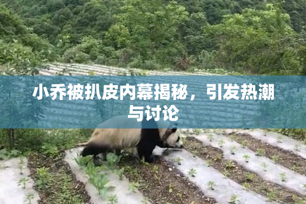 小乔被扒皮内幕揭秘，引发热潮与讨论