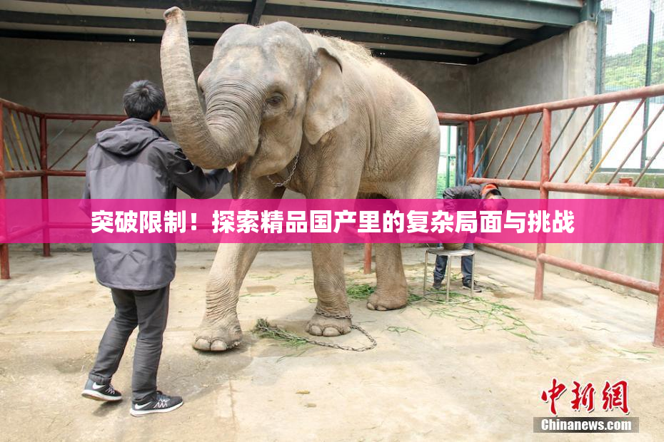 突破限制！探索精品国产里的复杂局面与挑战
