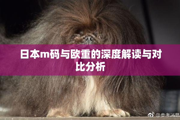 日本m码与欧重的深度解读与对比分析