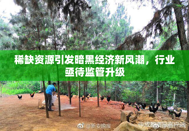 稀缺资源引发暗黑经济新风潮，行业亟待监管升级
