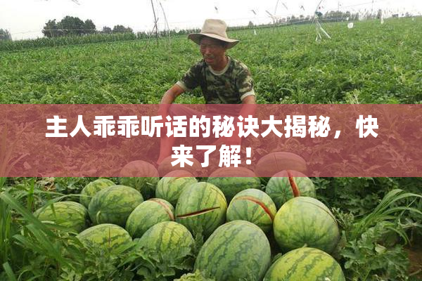 主人乖乖听话的秘诀大揭秘，快来了解！