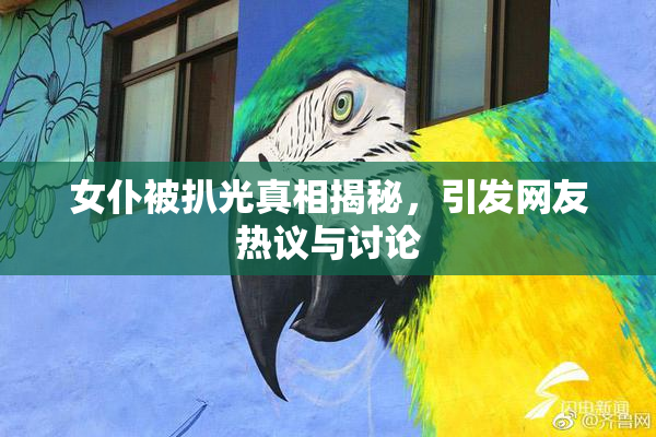 女仆被扒光真相揭秘，引发网友热议与讨论