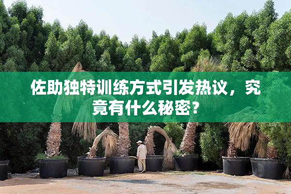 佐助独特训练方式引发热议，究竟有什么秘密？
