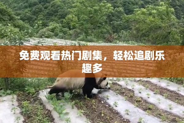 免费观看热门剧集，轻松追剧乐趣多