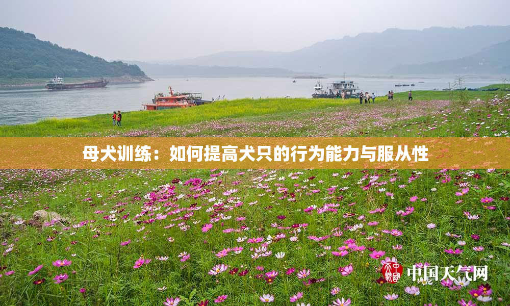 母犬训练：如何提高犬只的行为能力与服从性