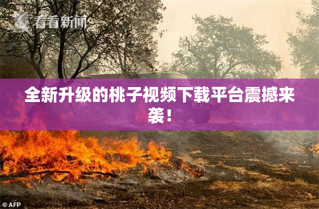 全新升级的桃子视频下载平台震撼来袭！