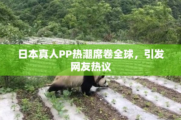 日本真人PP热潮席卷全球，引发网友热议