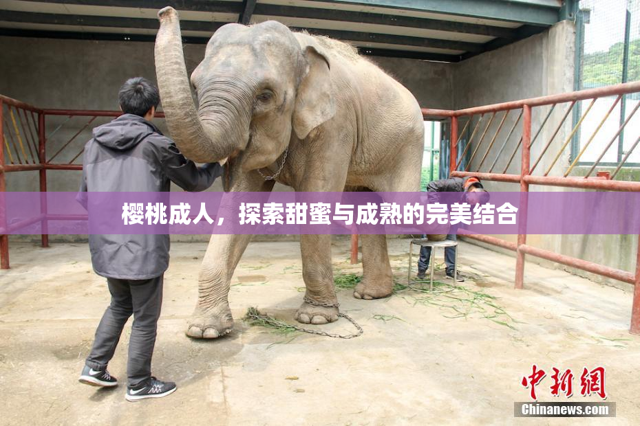 樱桃成人，探索甜蜜与成熟的完美结合