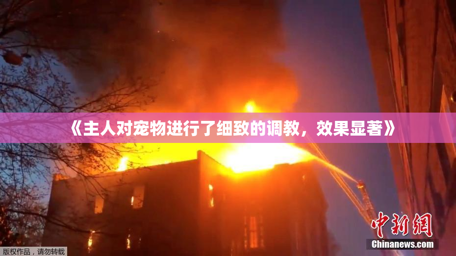 《主人对宠物进行了细致的调教，效果显著》