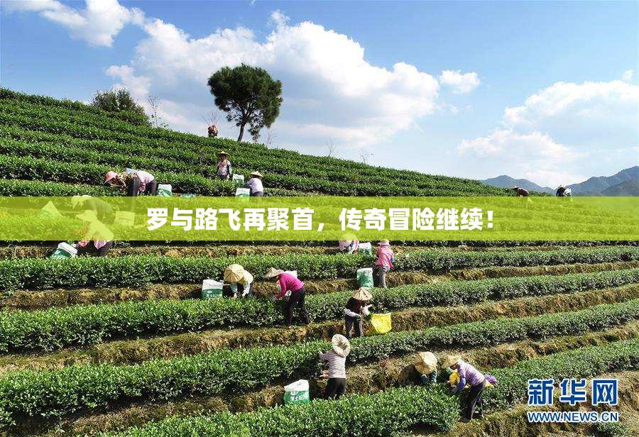 罗与路飞再聚首，传奇冒险继续！