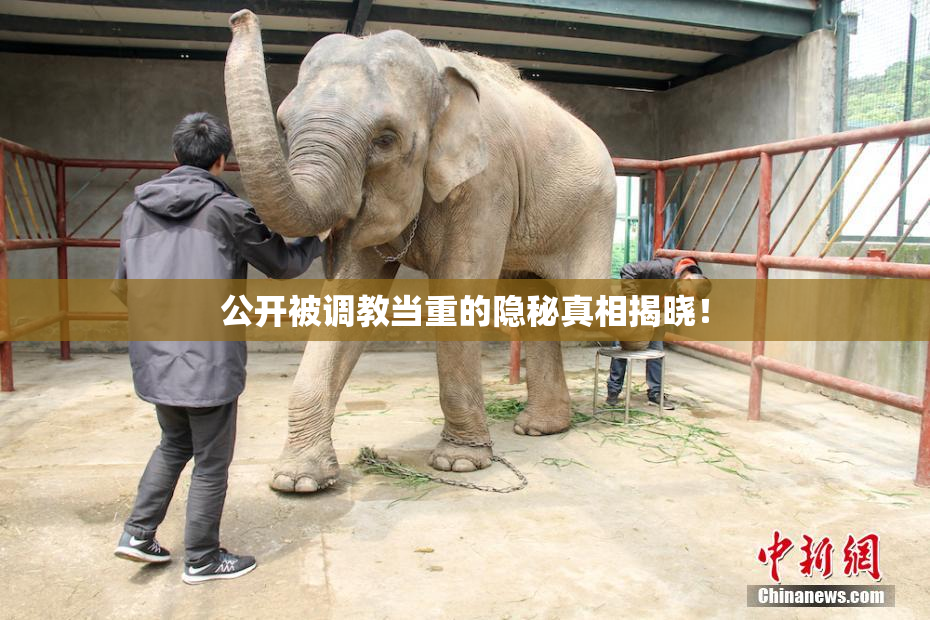 公开被调教当重的隐秘真相揭晓！