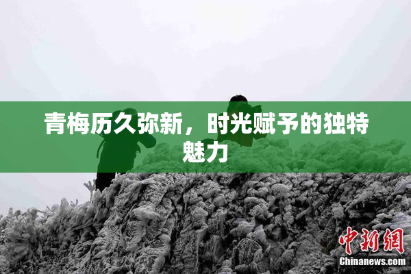 青梅历久弥新，时光赋予的独特魅力