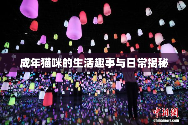 成年猫咪的生活趣事与日常揭秘