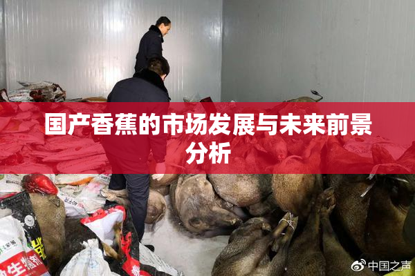 国产香蕉的市场发展与未来前景分析