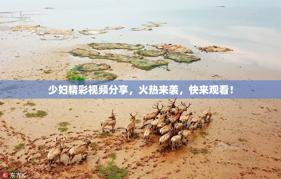 少妇精彩视频分享，火热来袭，快来观看！
