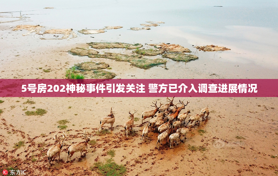 5号房202神秘事件引发关注 警方已介入调查进展情况