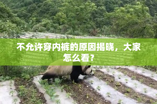 不允许穿内裤的原因揭晓，大家怎么看？