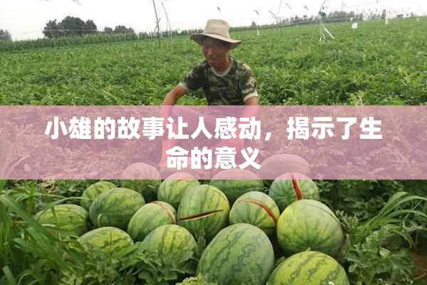 小雄的故事让人感动，揭示了生命的意义
