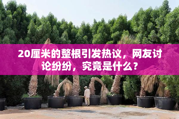 20厘米的整根引发热议，网友讨论纷纷，究竟是什么？