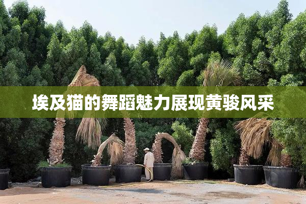 埃及猫的舞蹈魅力展现黄骏风采