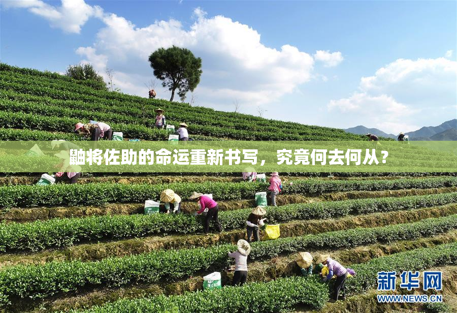 鼬将佐助的命运重新书写，究竟何去何从？