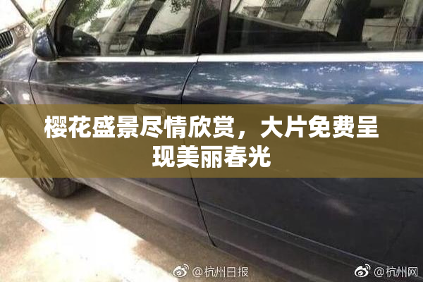 樱花盛景尽情欣赏，大片免费呈现美丽春光