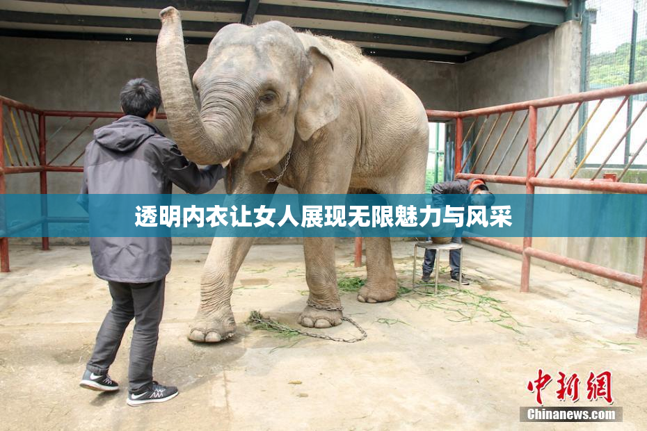 透明内衣让女人展现无限魅力与风采